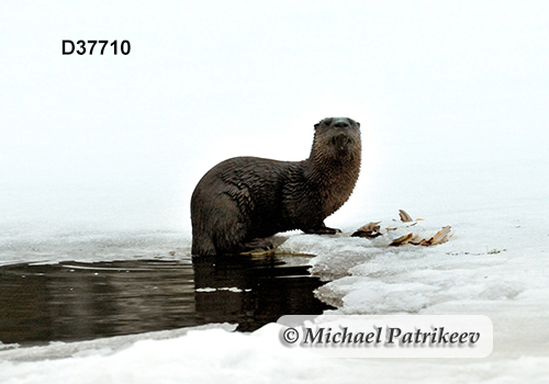 North American River Otter (Lontra canadensis)
